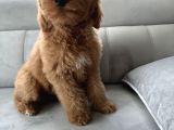 Özel Amerikan Gen Dev  Labradoodle Türkiye’de Tek Üreticisinden