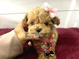 Üst Kalite Mini Maltipoo Yavrular