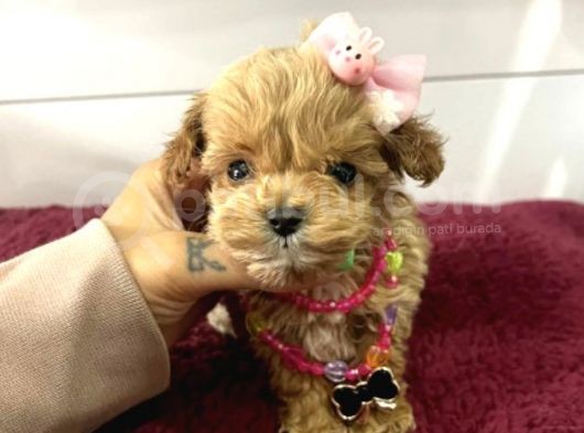 Üst Kalite Mini Maltipoo Yavrular