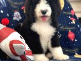 Bernadoodle Multigen Tüy Dökmeyen Özel Amerikan Irklar
