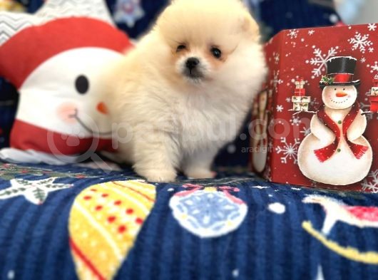Teddy Bear Pomeranian Boo Ayı Surat görsel