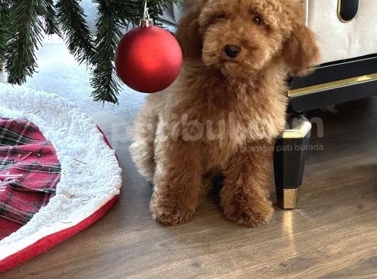 Red Brown Minatüt Poodle Yavrularımız A Kalite
