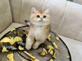 Ayı Surat British Shorthair Yavrular