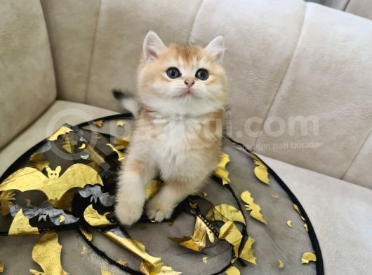 Ayı Surat British Shorthair Yavrular görsel