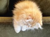 Kendi Yavrularımız Scottish Fold Longhair