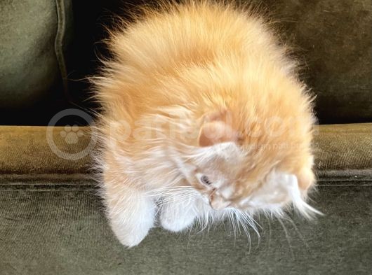 Kendi Yavrularımız Scottish Fold Longhair görsel