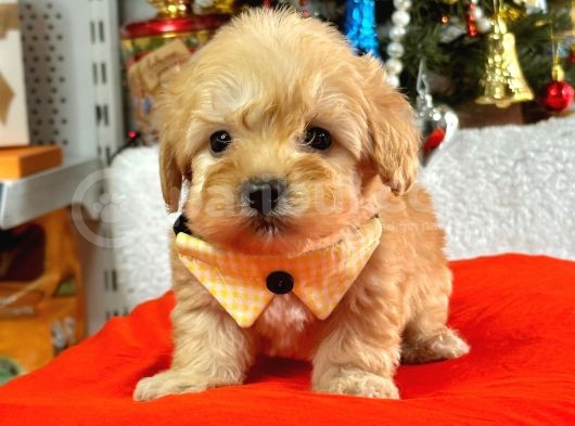 Dizayn Irk Sevimli Maltipoo Yavrular