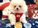 Teddy Bear Pomeranian Boo Ayı Surat Irk Garantili