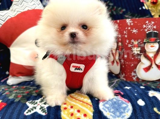 Teddy Bear Pomeranian Boo Ayı Surat Irk Garantili