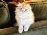 Kendi Yavrularımız Scottish Fold Longhair