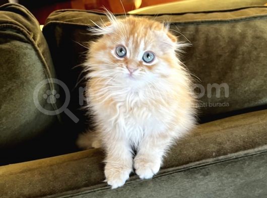 Kendi Yavrularımız Scottish Fold Longhair görsel