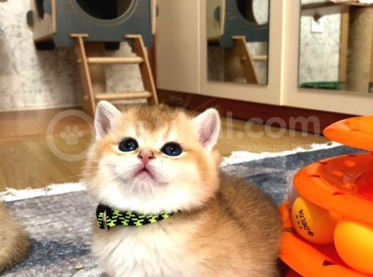 A Kalite Bri̇ti̇sh Shorthai̇r  Golden Yavrular görsel