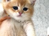 A Kalite Bri̇ti̇sh Shorthai̇r  Golden Yavrular