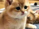 A Kalite Bri̇ti̇sh Shorthai̇r  Golden Yavrular