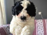 Morkie Cinsi Yavrular 