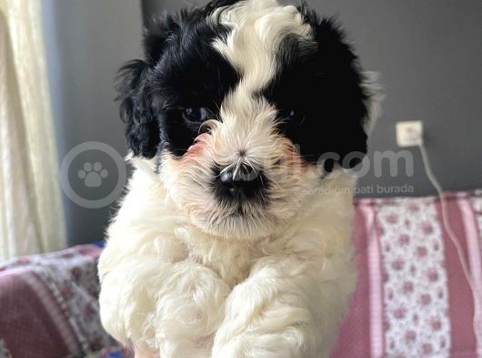 Morkie Cinsi Yavrular 