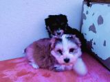 Morkie Cinsi Yavrular 