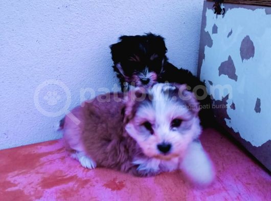 Morkie Cinsi Yavrular 