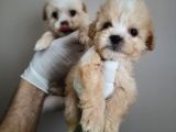 Yılbaşı Haftasına Özel,uygun Fiyat Dişi Maltipoo