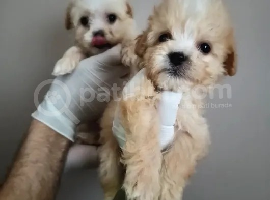 Yılbaşı Haftasına Özel,Uygun Fiyat Dişi Maltipoo görsel