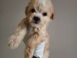 Yılbaşı Haftasına Özel,Uygun Fiyat Dişi Maltipoo
