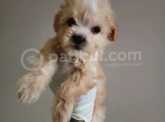 Yılbaşı Haftasına Özel,Uygun Fiyat Dişi Maltipoo görsel