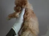 Yılbaşı Haftasına Özel,Uygun Fiyat Dişi Maltipoo