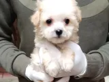 Yılbaşı Haftasına Özel,Uygun Fiyat Dişi Maltipoo