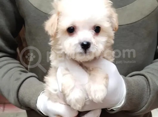 Yılbaşı Haftasına Özel,Uygun Fiyat Dişi Maltipoo görsel