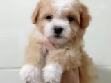 Yılbaşı Haftasına Özel,Uygun Fiyat Dişi Maltipoo