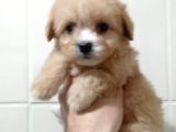 Yılbaşı Haftasına Özel,Uygun Fiyat Dişi Maltipoo