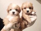 Yılbaşı Haftasına Özel,Uygun Fiyat Dişi Maltipoo