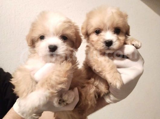 Yılbaşı Haftasına Özel,Uygun Fiyat Dişi Maltipoo görsel