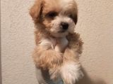 Yılbaşı Haftasına Özel,Uygun Fiyat Dişi Maltipoo