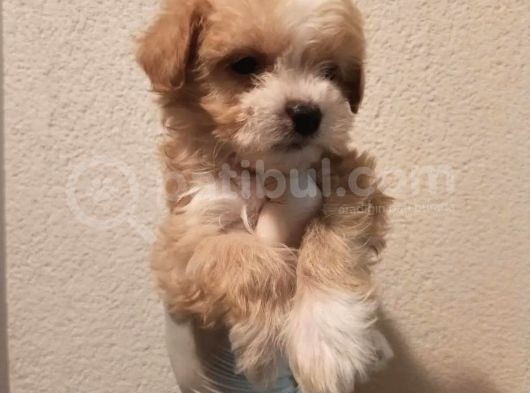 Yılbaşı Haftasına Özel,Uygun Fiyat Dişi Maltipoo görsel