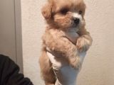Yılbaşı Haftasına Özel,Uygun Fiyat Dişi Maltipoo