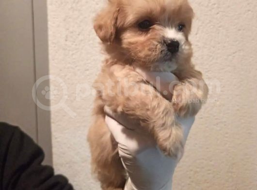 Yılbaşı Haftasına Özel,Uygun Fiyat Dişi Maltipoo görsel