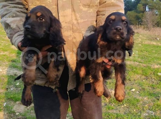 Black Tan Cooker Yavrular