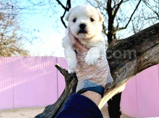 Maltesse Terri̇er  