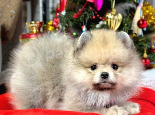 Mükemmel Kalitede Teddy Face Pomeranian Boo