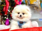 Secereli Mikrocipli Show Kalite Pomeranian Boo