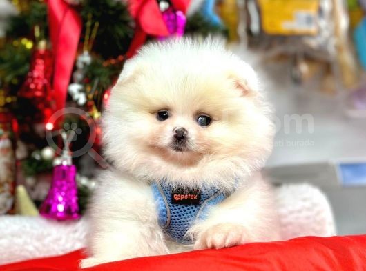 Secereli Mikrocipli Show Kalite Pomeranian Boo