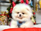 Secereli Mikrocipli Show Kalite Pomeranian Boo