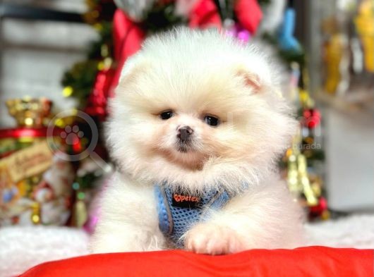 Secereli Mikrocipli Show Kalite Pomeranian Boo görsel