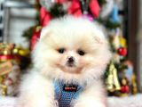 Secereli Mikrocipli Show Kalite Pomeranian Boo