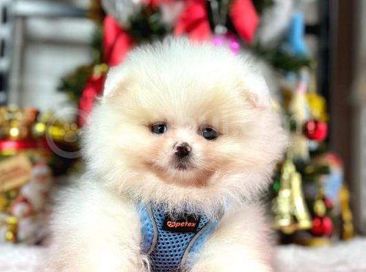 Secereli Mikrocipli Show Kalite Pomeranian Boo görsel