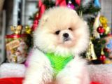 Dünya Tatlısı Show Kalite Pomeranian Boo Yavrular 