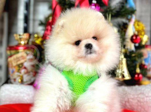 Dünya Tatlısı Show Kalite Pomeranian Boo Yavrular  görsel