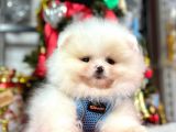 Secereli Mikrocipli Show Kalite Pomeranian Boo