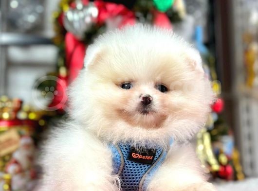 Secereli Mikrocipli Show Kalite Pomeranian Boo görsel